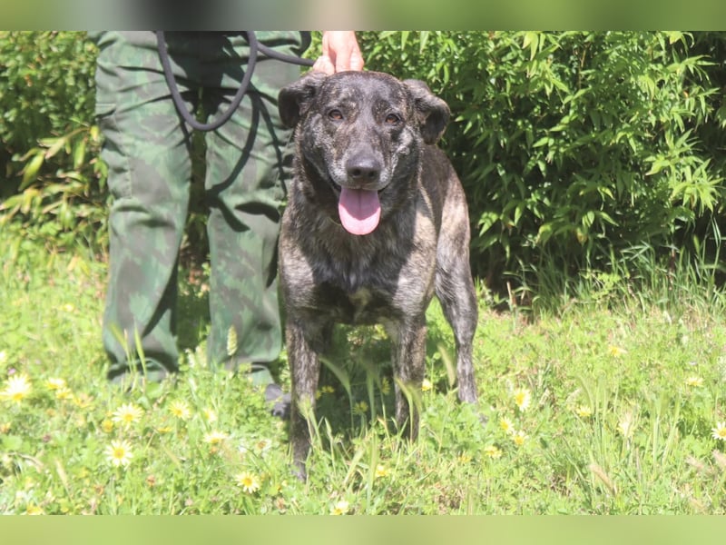 muss schon lange warten ❗️MAEVE - Tierheim Cantinho da Milu