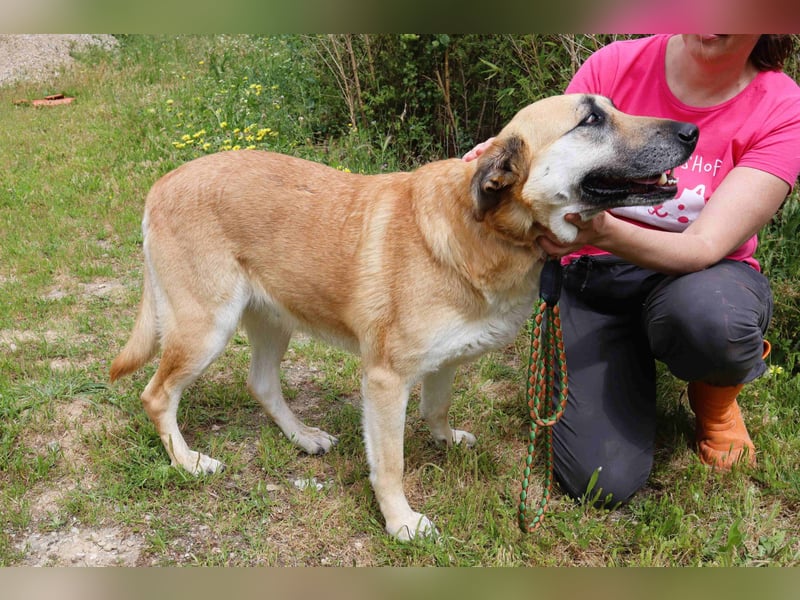 ♦️NELLY |–| KIKA ♦️ 2 von ~650 Hunden in der Cantinho da Milu