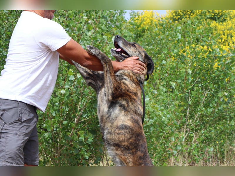 | Maria • Nelly • Gaia | ♦️ 3 von ~ 650 Hunden in der Cantinho da Milu ♦️