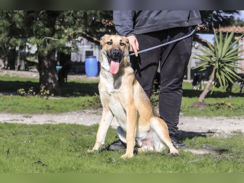 Junghund Bruno - hat viel Liebe zu geben ❗️