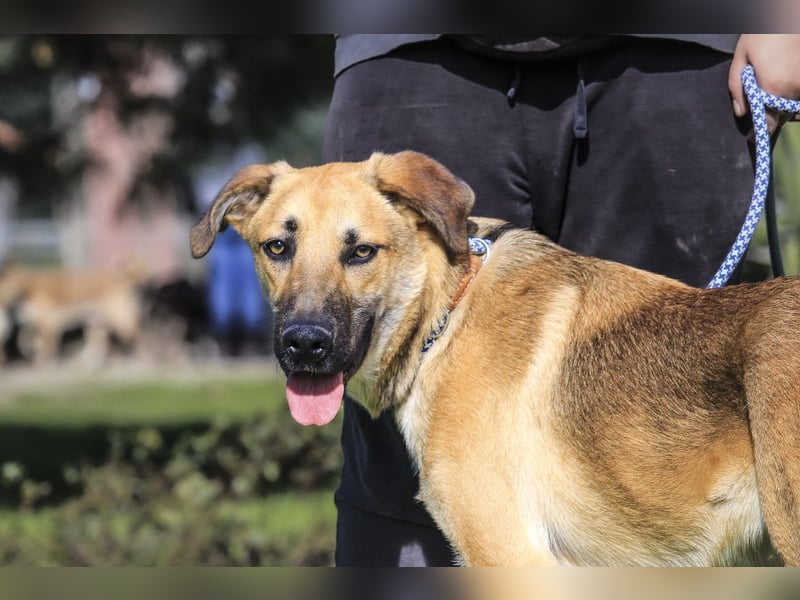 Junghund Bruno - hat viel Liebe zu geben ❗️