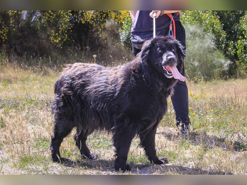 ♦️NELLY |–| KIKA ♦️ 2 von ~650 Hunden in der Cantinho da Milu