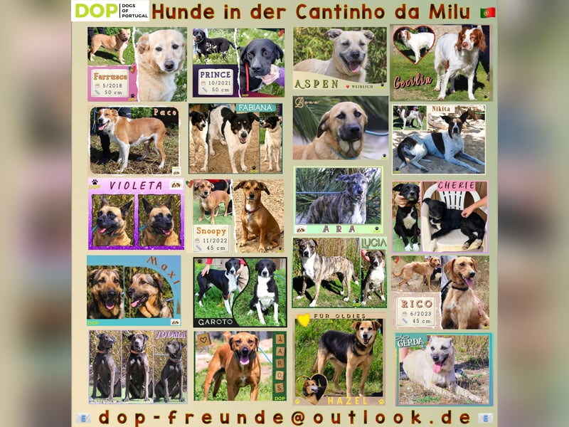 TIERSCHUTZ IN PORTUGAL♦️PFLEGESTELLE WERDEN