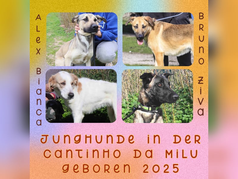 BEAU - ein gut sozialisierter freundlicher Junghund