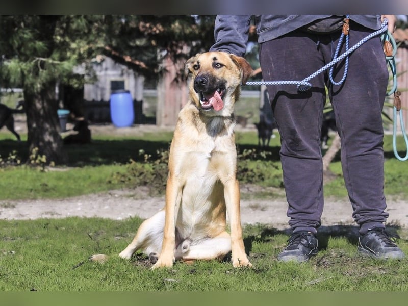 Junghund Bruno - hat viel Liebe zu geben ❗️