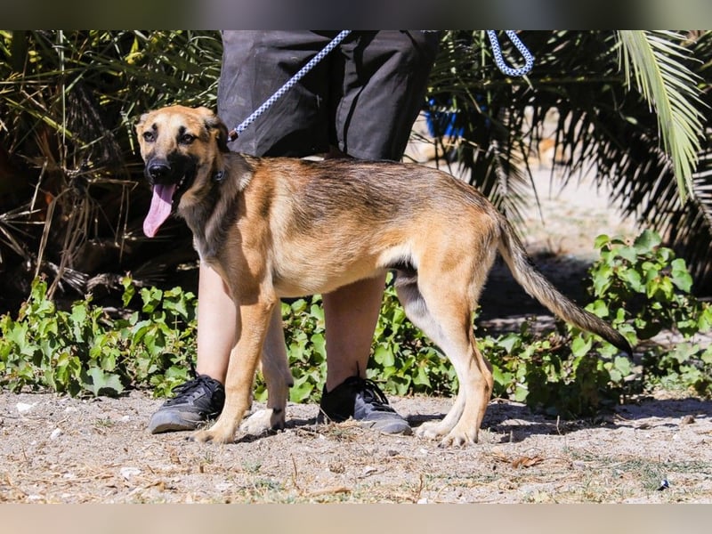 Junghund Bruno - hat viel Liebe zu geben ❗️