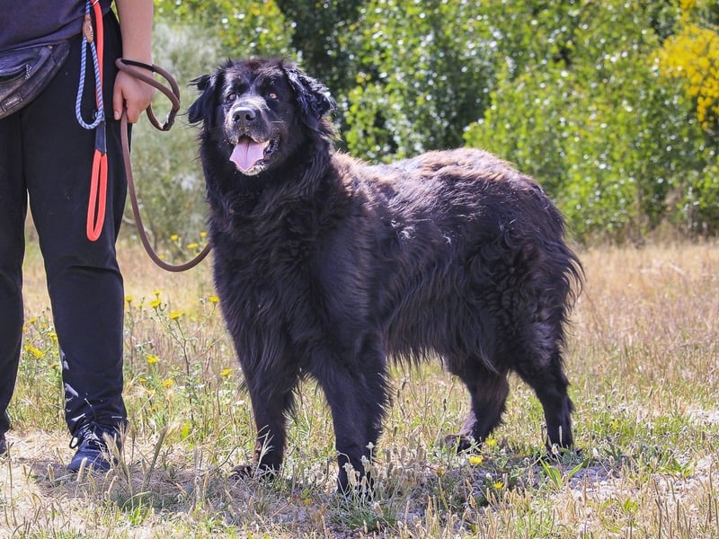 ♦️NELLY |–| KIKA ♦️ 2 von ~650 Hunden in der Cantinho da Milu
