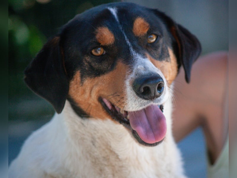 FABIO - sucht Bauchkrauler - mehr als 4 Jahre im Tierheim sind genug!!