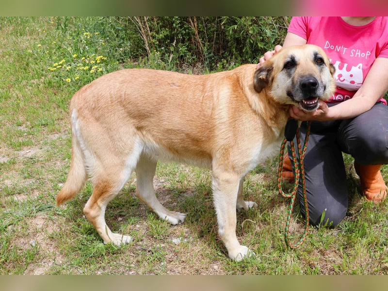 ♦️NELLY |–| KIKA ♦️ 2 von ~650 Hunden in der Cantinho da Milu