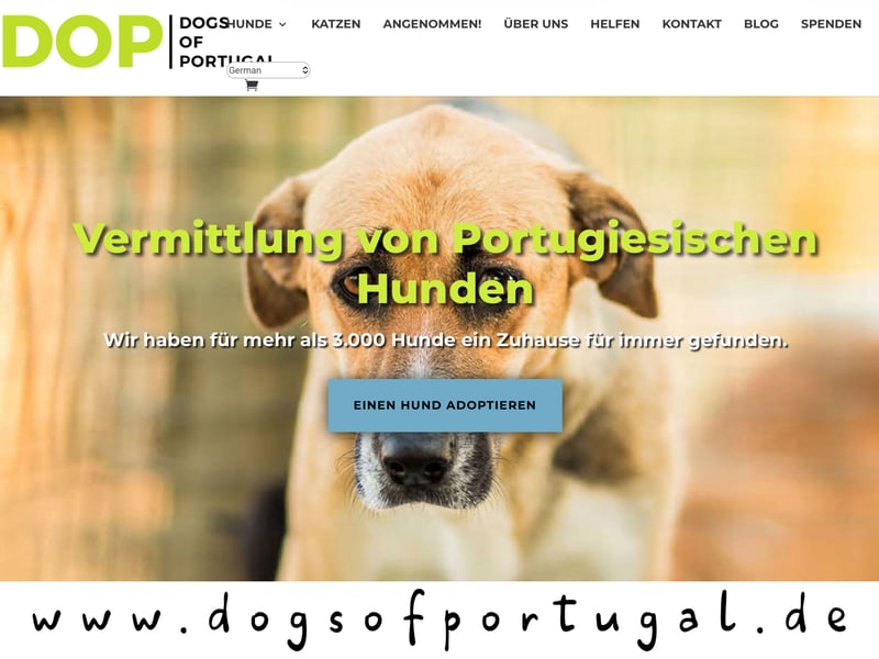 ! PFLEGESTELLEN • für Hunde aus Portugal • GESUCHT !