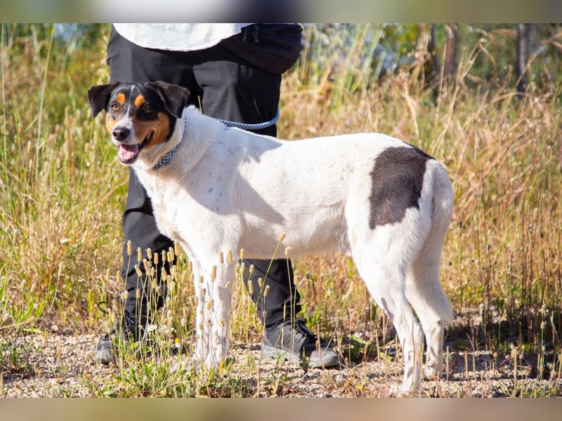FABIO - sucht Bauchkrauler - mehr als 4 Jahre im Tierheim sind genug!!