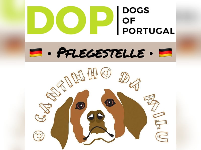 TIERSCHUTZ IN PORTUGAL♦️PFLEGESTELLE WERDEN
