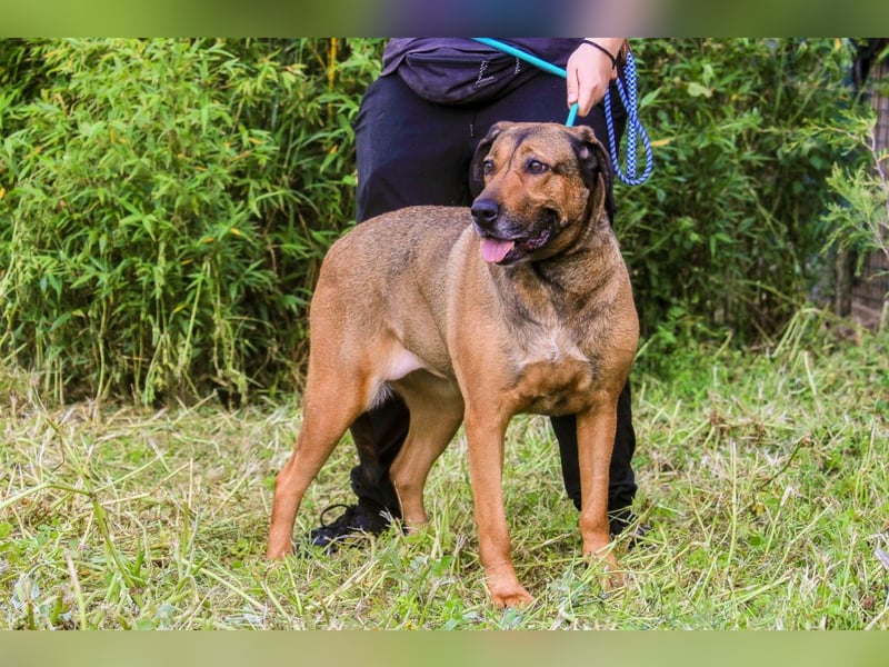 | Maria • Nelly • Gaia | ♦️ 3 von ~ 650 Hunden in der Cantinho da Milu ♦️