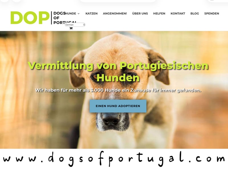 TIERSCHUTZ IN PORTUGAL♦️PFLEGESTELLE WERDEN