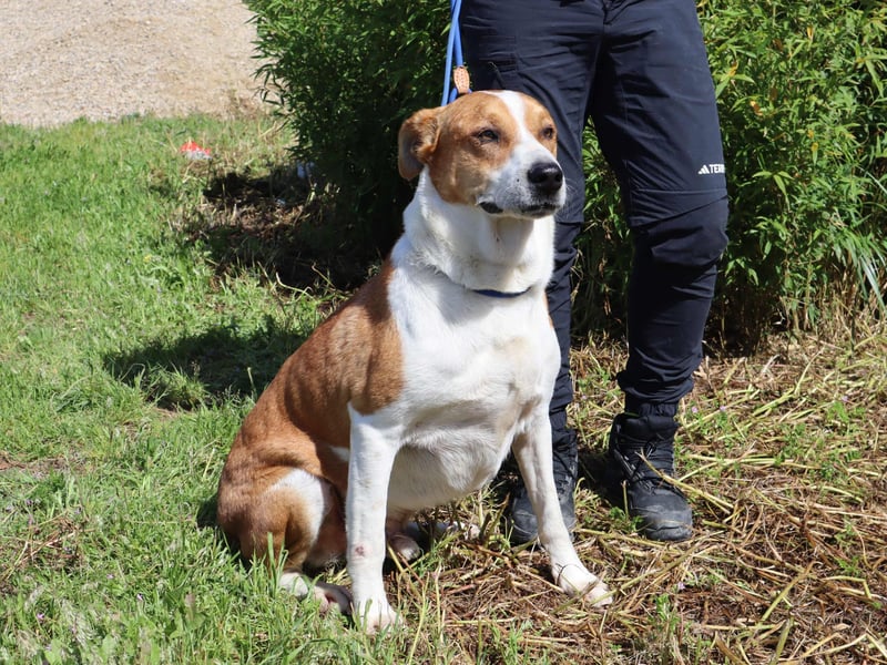 ✴️ PACO ✴️ hat viel Liebe zu geben !