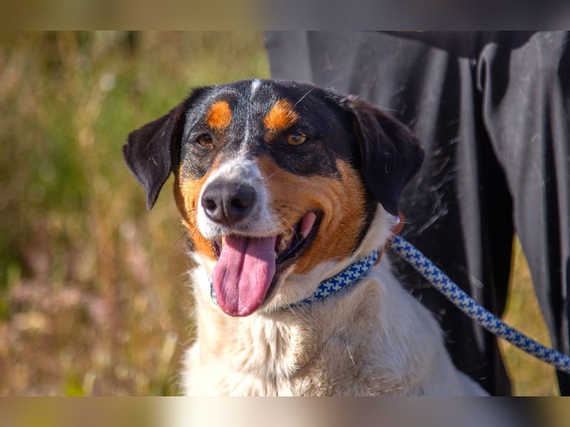 FABIO - sucht Bauchkrauler - mehr als 4 Jahre im Tierheim sind genug!!