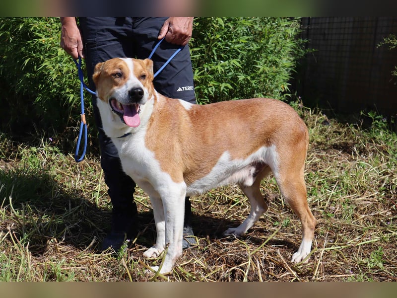 ✴️ PACO ✴️ hat viel Liebe zu geben !