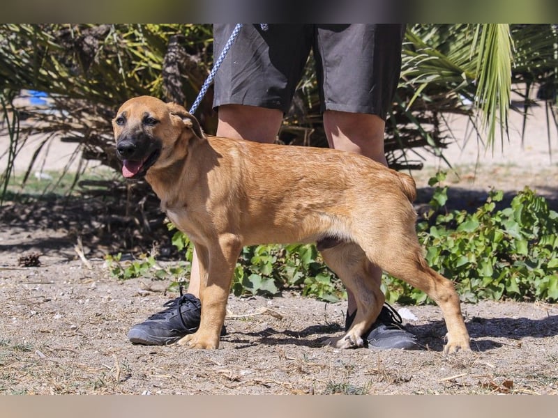 BEAU - ein gut sozialisierter freundlicher Junghund
