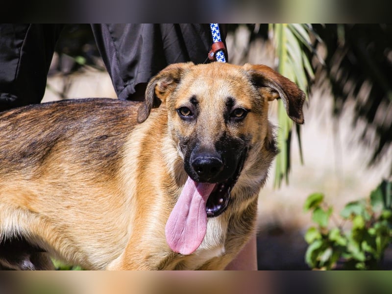 Junghund Bruno - hat viel Liebe zu geben ❗️