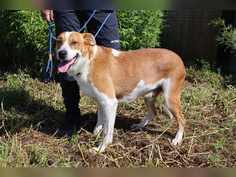 ✴️ PACO ✴️ hat viel Liebe zu geben !