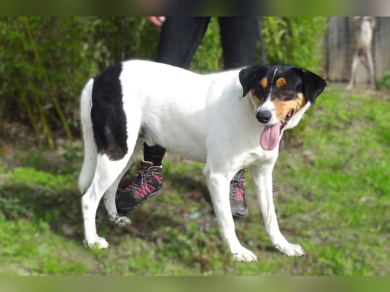 FABIO - sucht Bauchkrauler - mehr als 4 Jahre im Tierheim sind genug!!