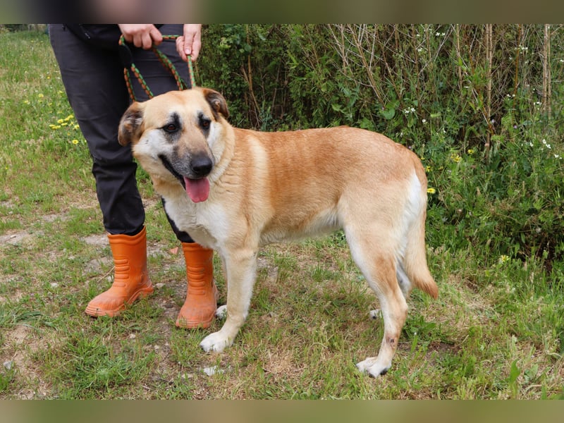 ♦️NELLY |–| KIKA ♦️ 2 von ~650 Hunden in der Cantinho da Milu
