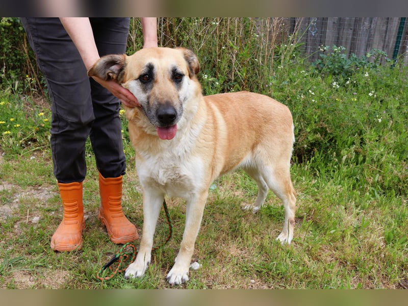 ♦️NELLY |–| KIKA ♦️ 2 von ~650 Hunden in der Cantinho da Milu