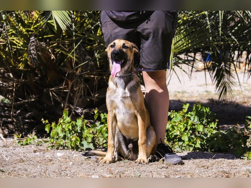 Junghund Bruno - hat viel Liebe zu geben ❗️