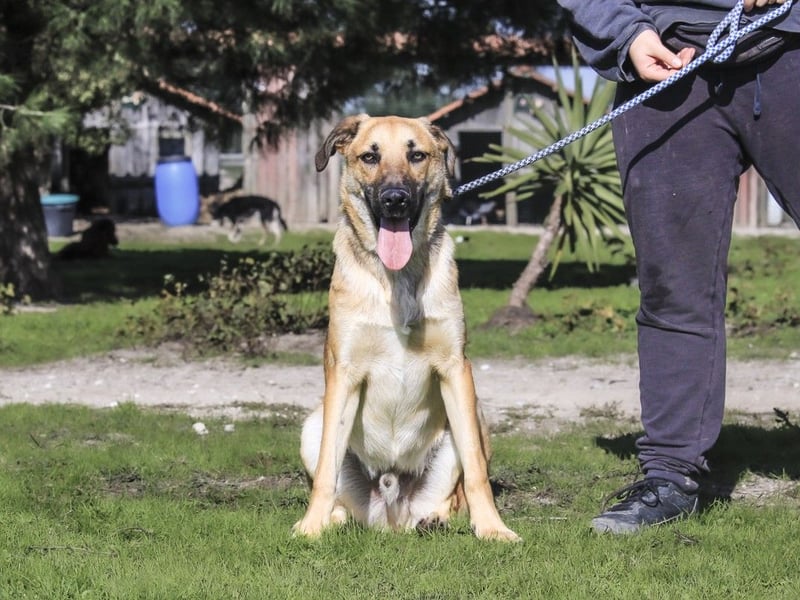 Junghund Bruno - hat viel Liebe zu geben ❗️