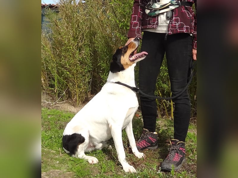 FABIO - sucht Bauchkrauler - mehr als 4 Jahre im Tierheim sind genug!!