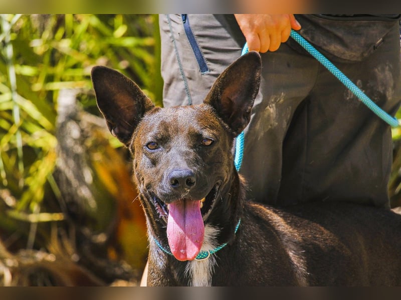 Powerlady Lindinha ❤️ liebt Katzen und Menschen