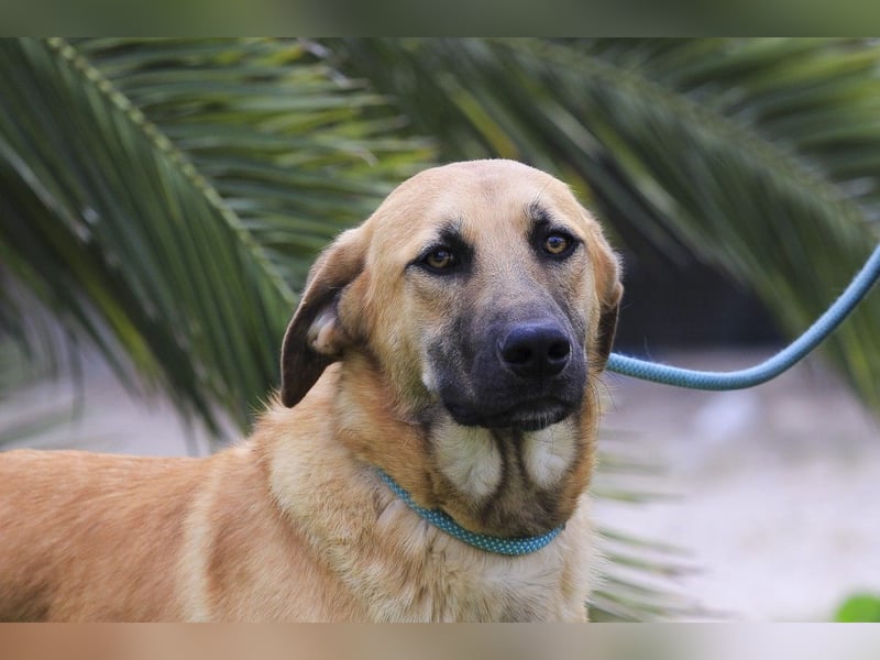 BEAU - ein gut sozialisierter freundlicher Junghund