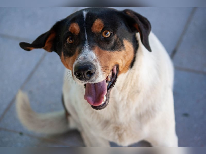 FABIO - sucht Bauchkrauler - mehr als 4 Jahre im Tierheim sind genug!!