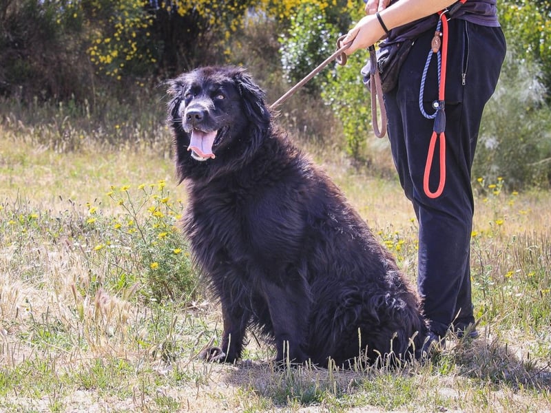 ♦️NELLY |–| KIKA ♦️ 2 von ~650 Hunden in der Cantinho da Milu