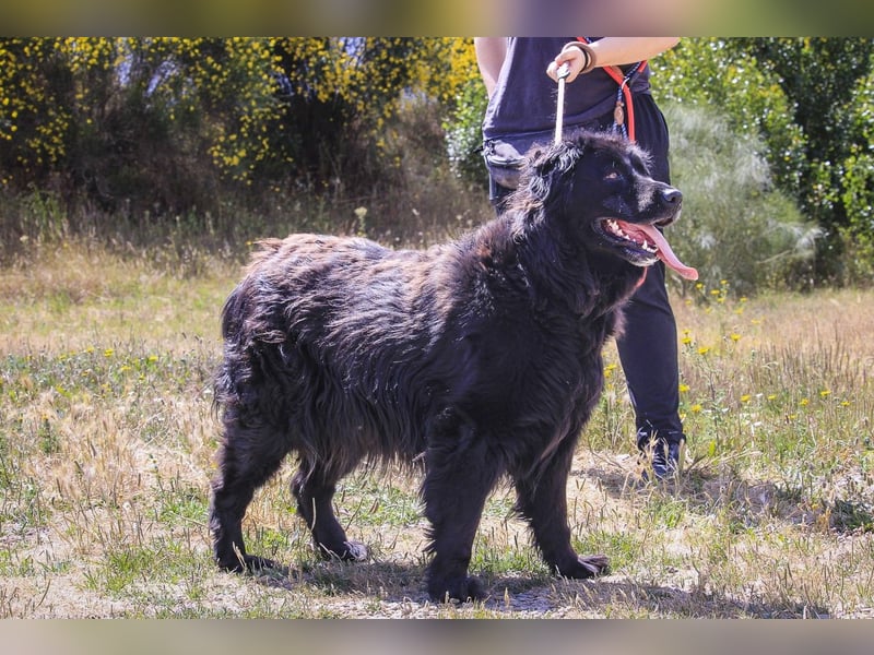 ♦️NELLY |–| KIKA ♦️ 2 von ~650 Hunden in der Cantinho da Milu
