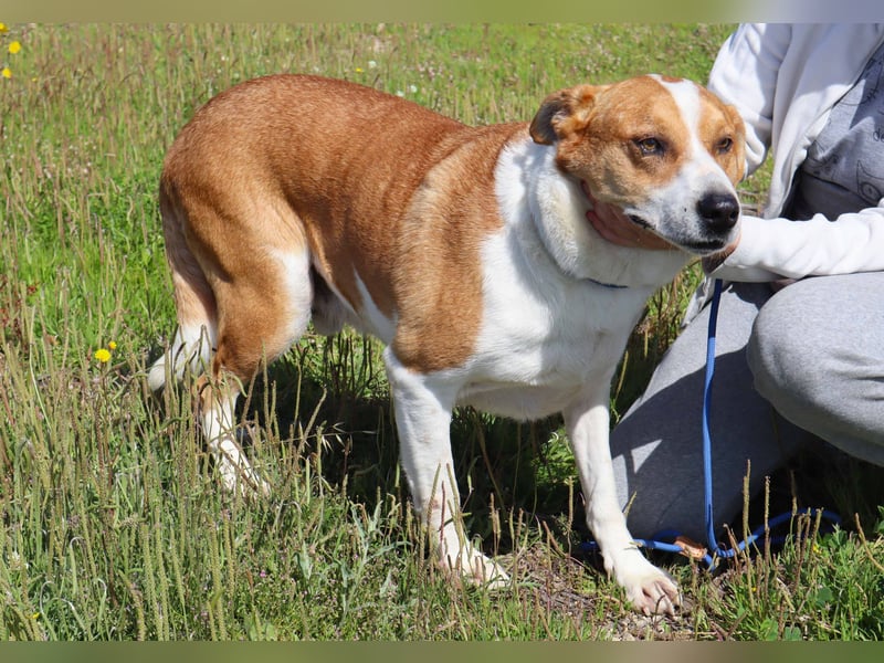 ✴️ PACO ✴️ hat viel Liebe zu geben !