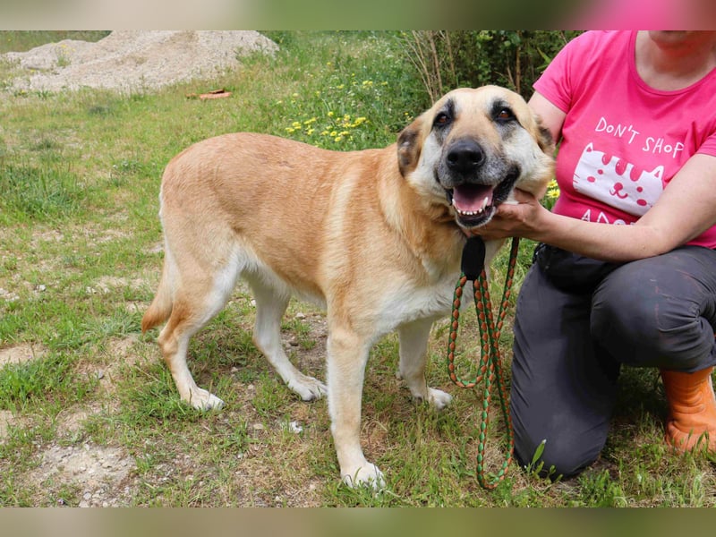 ♦️NELLY |–| KIKA ♦️ 2 von ~650 Hunden in der Cantinho da Milu