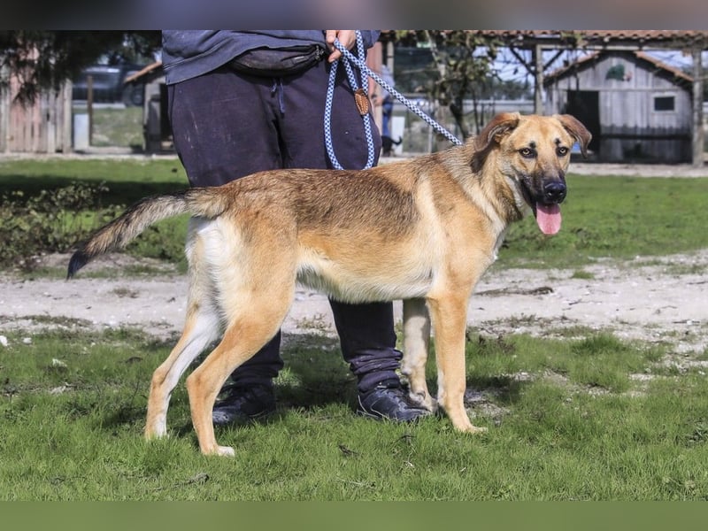 Junghund Bruno - hat viel Liebe zu geben ❗️