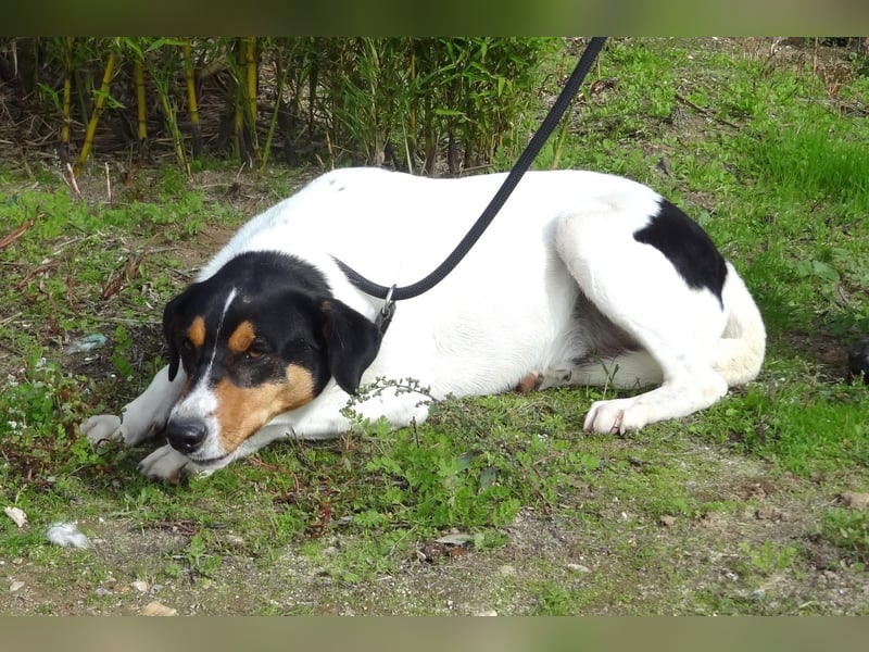 FABIO - sucht Bauchkrauler - mehr als 4 Jahre im Tierheim sind genug!!