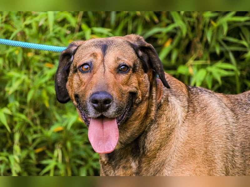 | Maria • Nelly • Gaia | ♦️ 3 von ~ 650 Hunden in der Cantinho da Milu ♦️