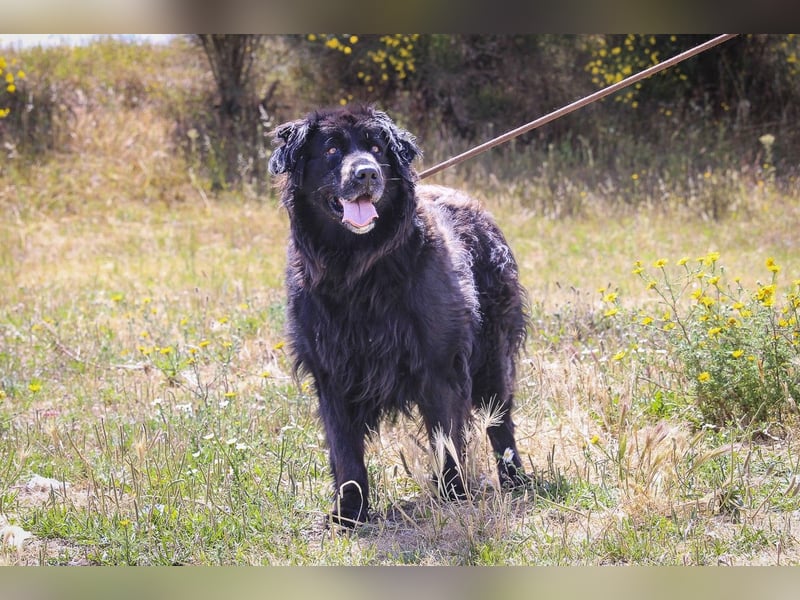 ♦️NELLY |–| KIKA ♦️ 2 von ~650 Hunden in der Cantinho da Milu