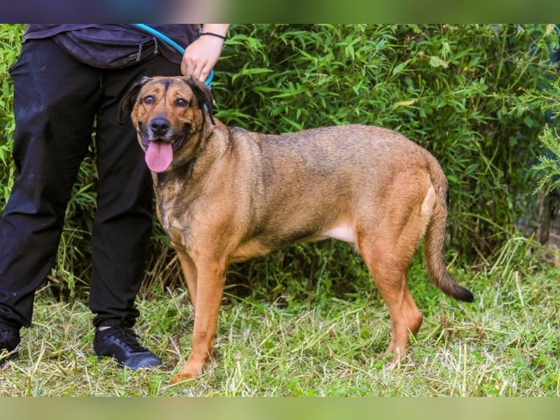 | Maria • Nelly • Gaia | ♦️ 3 von ~ 650 Hunden in der Cantinho da Milu ♦️