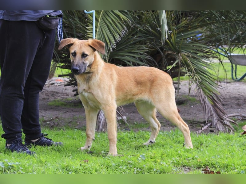 BEAU - ein gut sozialisierter freundlicher Junghund