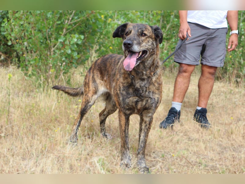 | Maria • Nelly • Gaia | ♦️ 3 von ~ 650 Hunden in der Cantinho da Milu ♦️