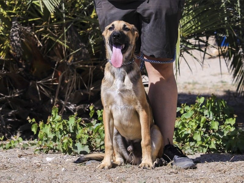 Junghund Bruno - hat viel Liebe zu geben ❗️