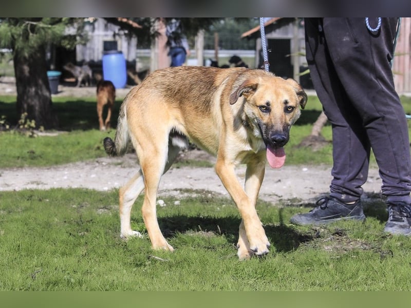 Junghund Bruno - hat viel Liebe zu geben ❗️