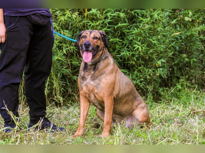 | Maria • Nelly • Gaia | ♦️ 3 von ~ 650 Hunden in der Cantinho da Milu ♦️