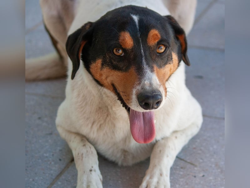 FABIO - sucht Bauchkrauler - mehr als 4 Jahre im Tierheim sind genug!!