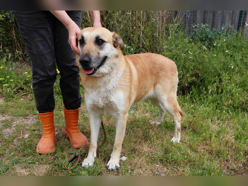 ♦️NELLY |–| KIKA ♦️ 2 von ~650 Hunden in der Cantinho da Milu