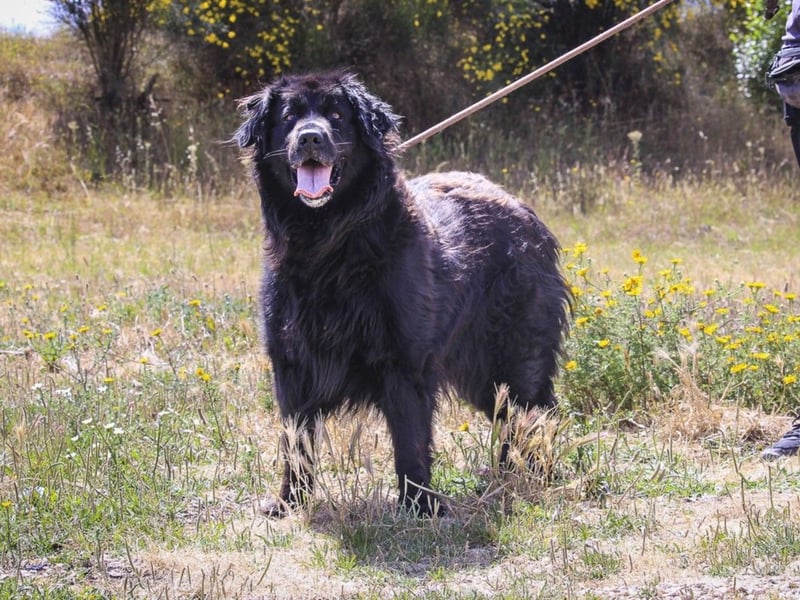 ♦️NELLY |–| KIKA ♦️ 2 von ~650 Hunden in der Cantinho da Milu